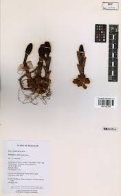 Image result for Balanophoraceae