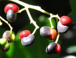 Image result for Apodytes dimidiata