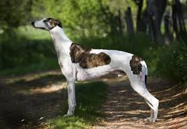 Whilst the reasons why multiple myeloma might develop and its various risk factors aren't known for sure, the german shepherd dog breed is the breed that is most likely to develop the condition, which implies that there is a hereditary or genetic element to the. Osteosarcoma Or Bone Cancer In Greyhounds Pets4homes