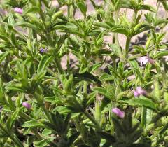 Image result for Pentadesma reyndersii