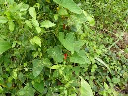 Image result for Cucumis maderaspatanus