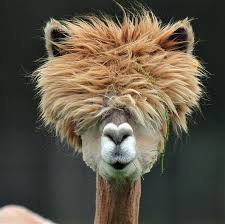 7 Llamas Who Take Their Hair Cues From Our Favorite Celebrity Manes Animals Beautiful Animals Alpaca
