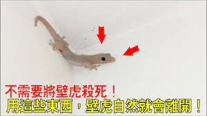 不需要將壁虎殺死 用這些東西 壁虎自然就會離開 討厭壁虎的朋友們快試試看 youtube fish pet easy crafts
