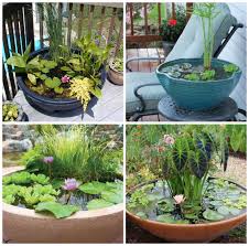 Scoprite qui tutto quello che c'è da sapere su questi stupendi frutti della natura! Diy Costruire Un Mini Giardino Acquatico Bigodino