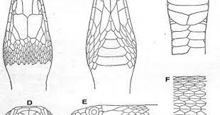 Pin On Cobra Costume