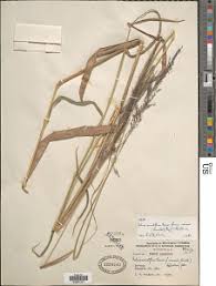 Image result for Melinis macrochaeta