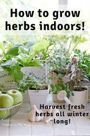 Growing Herbs Indoors Growing Herbs Indoors Herbs Indoors Growing Herbs