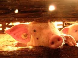 Image result for picture of castration  in farm animals