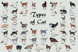 All The Different Breeds Of Cats In One Photo Imgur Cat Breeds Chart Different Breeds Of Cats Types Of Cats