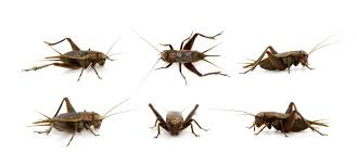Get rid of camel crickets with bait boric acid is a favorite bait ingredient for insect control. How To Get Rid Of Crickets In California Ask Mr Little