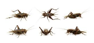 Camel crickets don't fly and lack wings, so there's no easy way to differentiate adults from immature ones. How To Get Rid Of Crickets In California Ask Mr Little