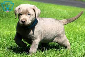 As a breeder of chocolate, yellow and black labs we have placed labs throughout northern california, including san francisco, burbank, alturas, sacramento, fresno and santa barbara. Chocolate Labrador Puppies For Sale In Southern California Bmo Show