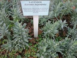 Jadual4 1 jenis jenis tanaman herba ubatan jadual4 1 samb jenis jenis tanaman herba ubatan jadua14 1 samb jenis jenis tanaman herba ubatan senarai foto foto 4 1 bawang putih foto 4 2 pokok lidah buaya foto 4 6 a daun hempedu bumi foto 4 6 b buah hempedu bumi foto 4 6 c bunga hempedu bumi. Koleksi Viral Pokok Herba Koleksi Gambar Pokok Herba Facebook