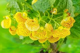 Image result for Calceolariaceae
