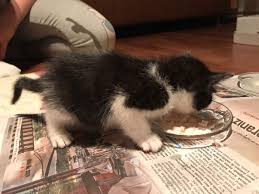 Dilara Kaya Kedi Bakimi Masraflari Mia Gunlukleri 1
