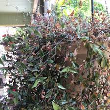 It is sometimes listed as tradescantia multiflora or tripogandra. Gibasis Geniculata Syn Tradescantia Geniculata Tahitian Bridal Veil In Gardentags Plant Encyclopedia
