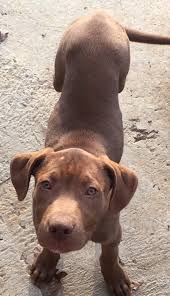 Lilly at 2 months owned by rachel & mehmet in north cyprus. Jj Is A 10 Week Old Pitbull Lab Mix He Hueytown Veterinary Clinic P C Facebook