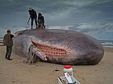 Paus sperma terapung di tengah laut. Sperm Whale Wikipedia