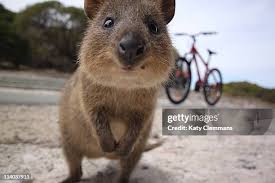 518 Quokka Stock Photos, High-Res ...