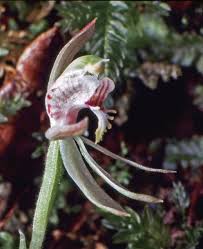 Image result for Gastrodia rwandensis