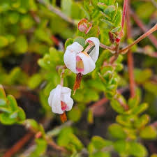 Image result for Vaccinium madagascariense