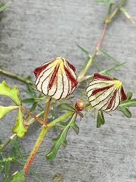 Image result for Hibiscus tridactylites