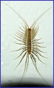 Close, with appropriate fillers, cracks and crevices in concrete slabs and block walls. House Centipede Plant Pest Diagnostics