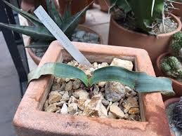 Store hours, driving directions, phone numbers, location finder and more. L A S Cactus Store Opens A New York Greenhouse Surface