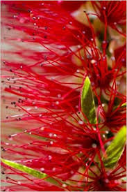 Maybe you would like to learn more about one of these? Native Australian Plants Journal Notebook Wild Pages Press Journals Notebooks 9781544251592 Amazon Com Books