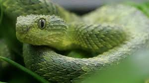 Play the classic retro mobile phone game in your web browser! Venomous Snake Bites San Diego Zoo Employee Ktla