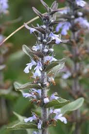 Image result for Hermannia parvula