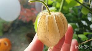 Image result for Physalis peruviana
