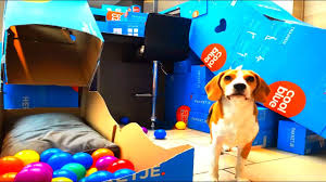 But what about your dog? Diy Cardboard Dog Agility Course Funny Beagle Dog Marie Youtube