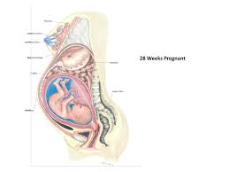 Help dictionary and translations related topics. Ppt Changes In A Woman S Body During Pregnancy Powerpoint Presentation Id 1934923