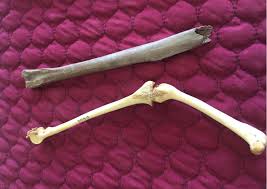 But researchers suspect the bird also ate meat. Meet Hercules A Parrot Of Child Size Proportions News