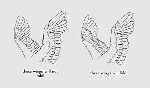 Comparative anatomy of animal wings. Taking Flight A Beginner S Guide Into Drawing Wings