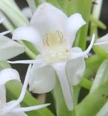 Image result for Habenaria macrura