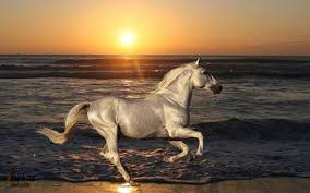 صوره حصان عربي جميل Horses Beautiful Horse Pictures Animals