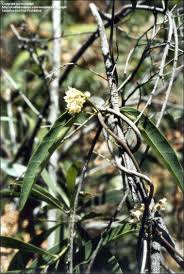 Image result for Marsdenia