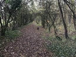 The moment shocked dad - and his wife and kids - spotted two naked 'hippy'  couples in the woods in south Manchester - Manchester Evening News