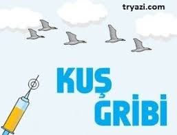 Kus Gribi Ulkemizde Hangi Hayvanlarda Ve Ne Zaman Gorulmeye Basladi Kus Gribi Grip Hayvan