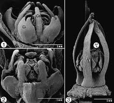 Image result for Neoschumannia cardinea