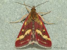 Image result for Pyrausta ostrinalis