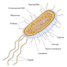 Label the diagrams in model 1 with the correct descriptions. Compare Eukaryotic And Prokaryotic Cells Worksheet Edplace