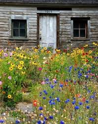 This Is Amazing I Have Wanted To Throw Wild Flower Seeds In My Yard S Bare Patches For Years But Was Too Scared Cottage Garden Wild Flowers Wildflower Garden