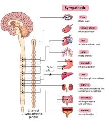 Image result for Sympathetic Nervous System