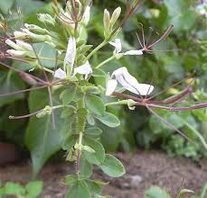 Image result for Cleome gynandra