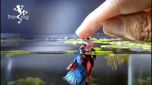 I named my blue male betta fish, castiel after castiel from the show supernatural. Betta Fish Male Vs Female In High Jump Youtube