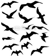 Gull Silhouette Google Search Trash Polka Strichzeichnung Silhouette