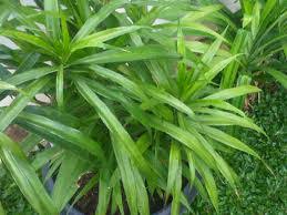 2.675 resep daun suji ala rumahan yang mudah dan enak dari komunitas memasak terbesar dunia! Pewarna Alami Makanan Di Sekitar Kita Loexie